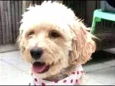 Cachorro ra a MIX POODLE X SCHNAUZER idade 2 anos nome LAKA