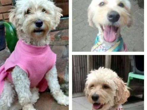 Cachorro ra a MIX POODLE X SCHNAUZER idade 2 anos nome LAKA