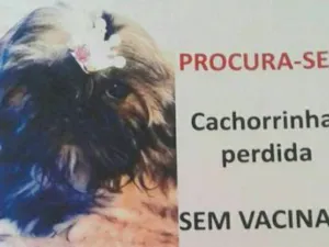 Cachorro raça Shih Tzu  idade 2 a 6 meses nome Sofy