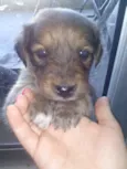 Fofulhote