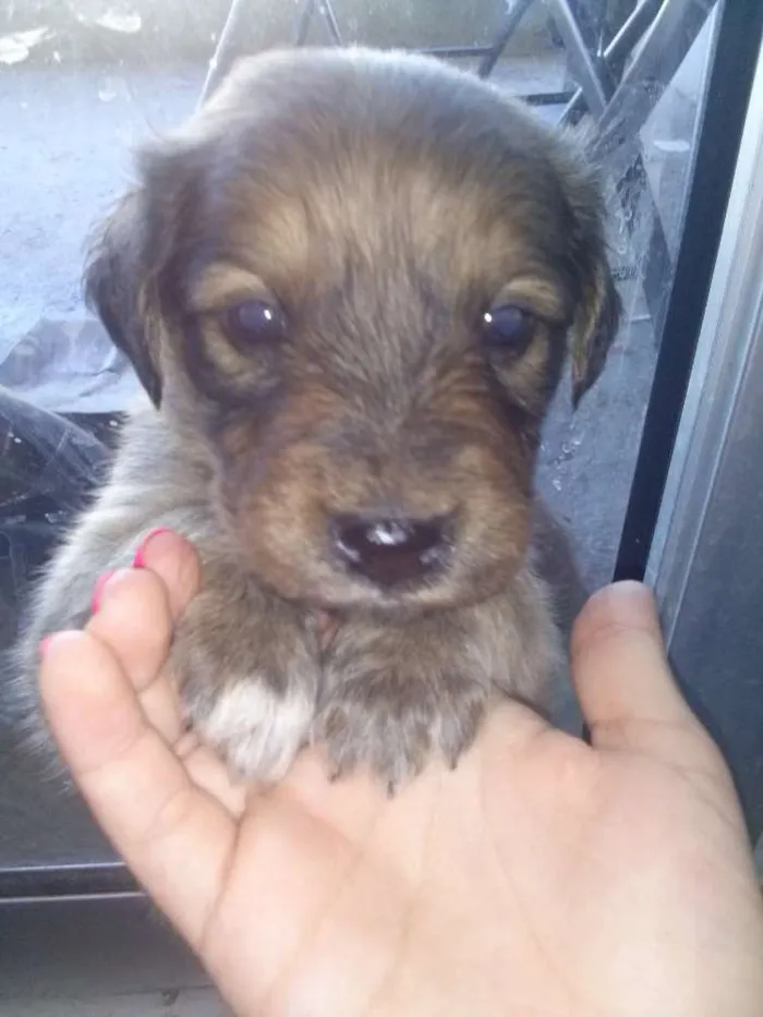 Cachorro raça SRD idade 2 a 6 meses nome Fofulhote
