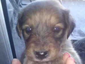 Cachorro raça SRD idade 2 a 6 meses nome Fofulhote