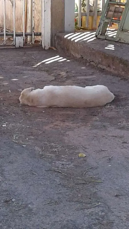 Cachorro raça Labrador (parece) idade 5 anos nome não sei esta na rua
