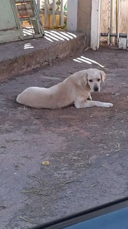 Cachorro raça Labrador (parece) idade 5 anos nome não sei esta na rua