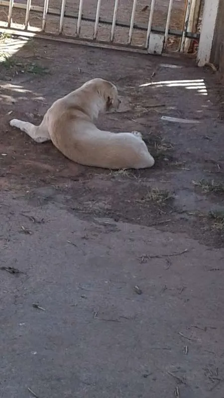 Cachorro raça Labrador (parece) idade 5 anos nome não sei esta na rua