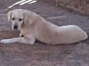 Cachorro raça Labrador (parece) idade 5 anos nome não sei esta na rua