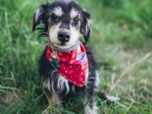 Cachorro raça SRD idade 2 anos nome Tião 