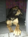 Estrela 
