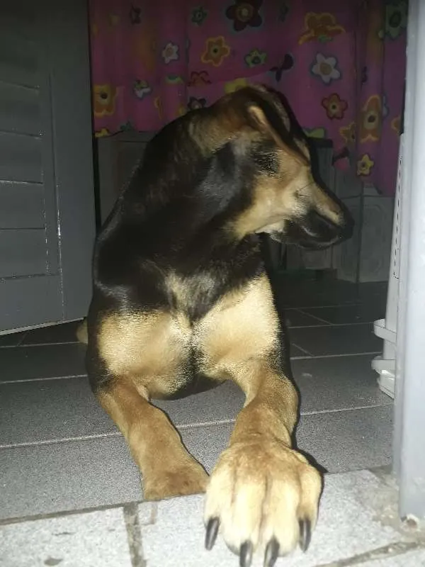 Cachorro ra a Vira lata idade 7 a 11 meses nome Estrela 