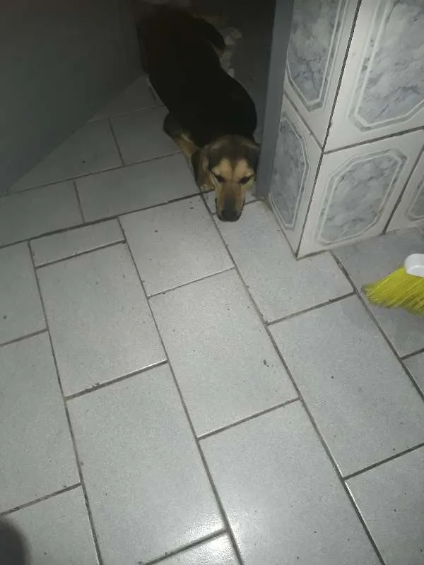 Cachorro ra a Vira lata idade 7 a 11 meses nome Estrela 