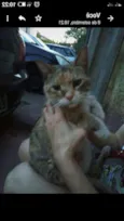 BIBI