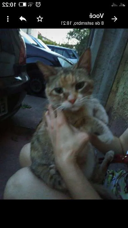 Gato ra a FELINA idade 7 a 11 meses nome BIBI