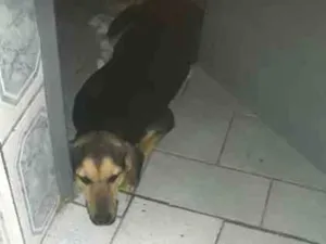 Cachorro raça Vira lata idade 7 a 11 meses nome Estrela 