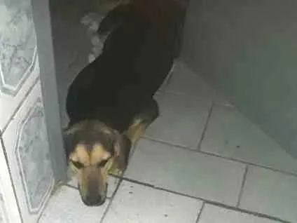 Cachorro ra a Vira lata idade 7 a 11 meses nome Estrela 