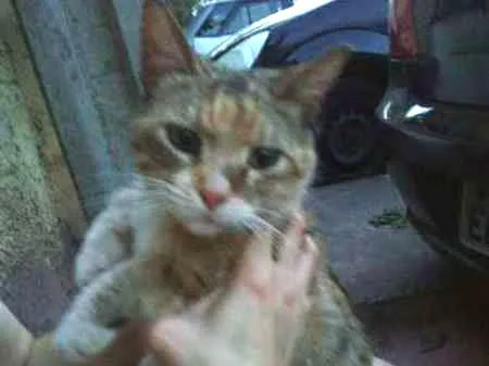 Gato ra a FELINA idade 7 a 11 meses nome BIBI