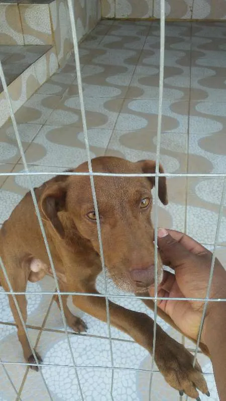 Cachorro ra a Nao sabemos idade 2 anos nome Moreno 