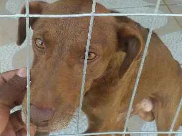 Cachorro ra a Nao sabemos idade 2 anos nome Moreno 