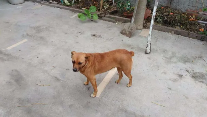 Cachorro ra a s/r idade 3 anos nome Pakita
