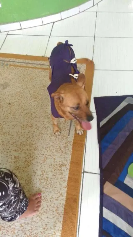 Cachorro ra a s/r idade 3 anos nome Pakita