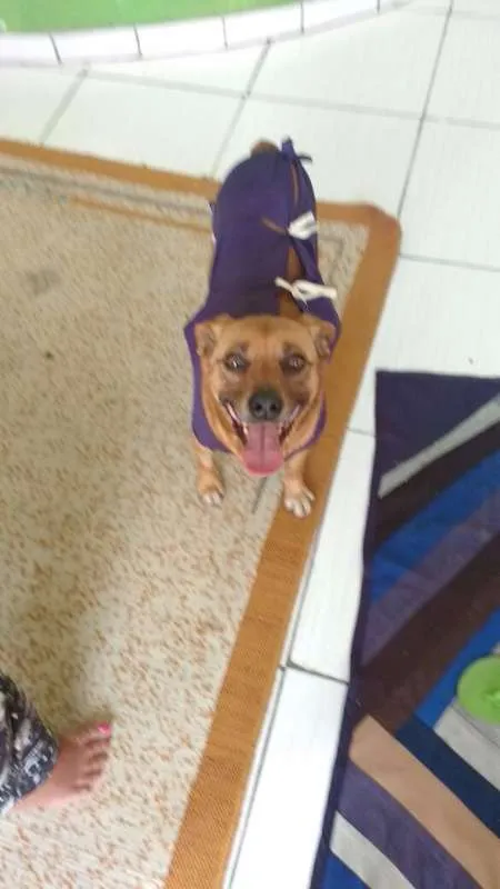 Cachorro ra a s/r idade 3 anos nome Pakita