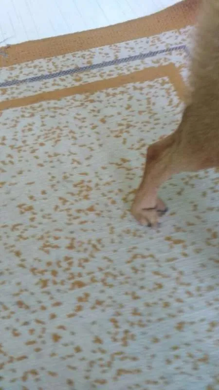 Cachorro ra a s/r idade 3 anos nome Pakita