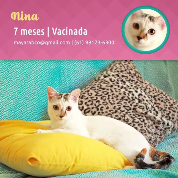 Gato ra a  idade 7 a 11 meses nome Nina