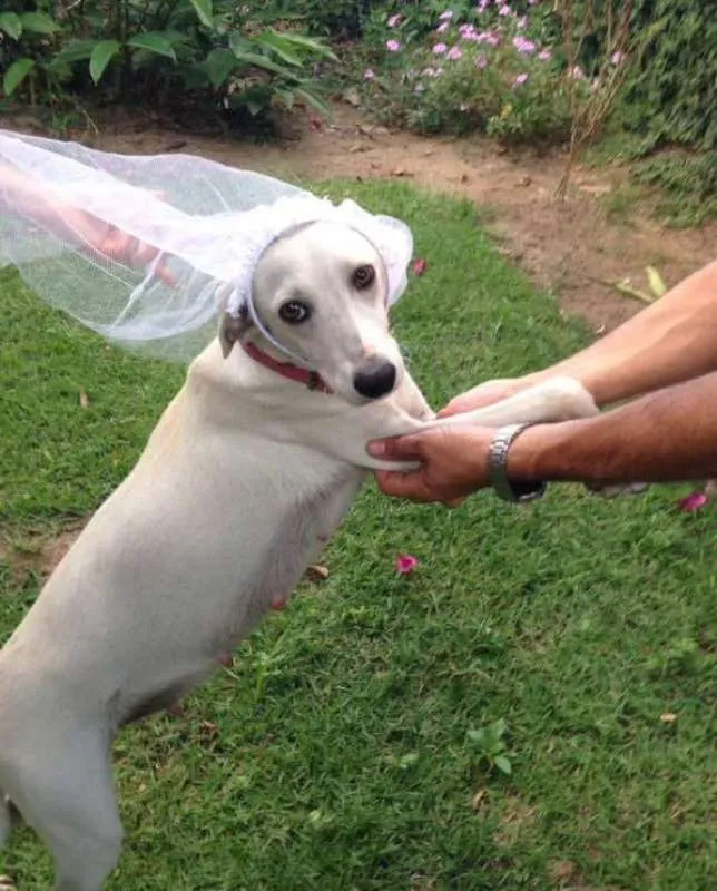 Cachorro raça SRD idade 7 a 11 meses nome não tem nome