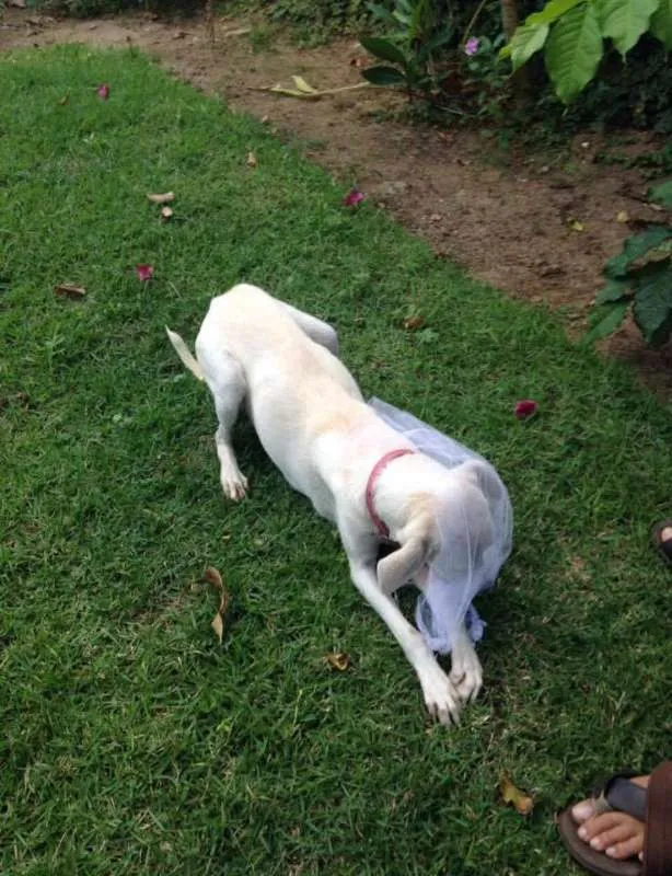 Cachorro raça SRD idade 7 a 11 meses nome não tem nome