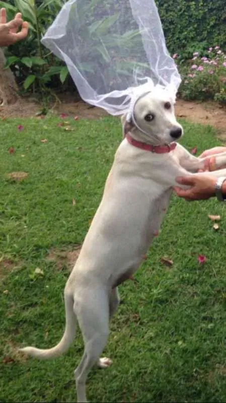Cachorro raça SRD idade 7 a 11 meses nome não tem nome