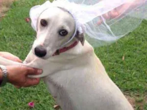 Cachorro raça SRD idade 7 a 11 meses nome não tem nome
