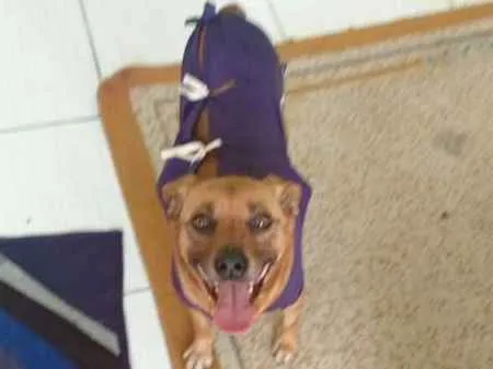 Cachorro ra a s/r idade 3 anos nome Pakita
