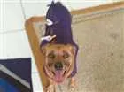 Cachorro raça s/r idade 3 anos nome Pakita