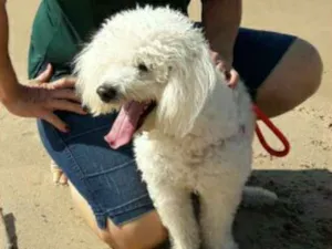 Cachorro raça Poodle idade 6 ou mais anos nome Billy