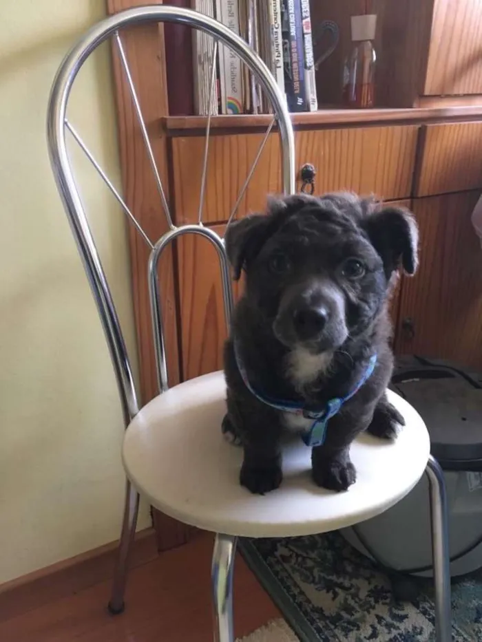 Cachorro ra a SRD idade 2 a 6 meses nome Hardy