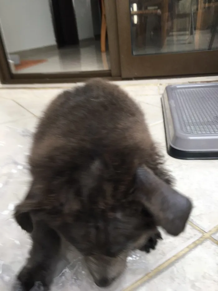 Cachorro ra a SRD idade 2 a 6 meses nome Hardy