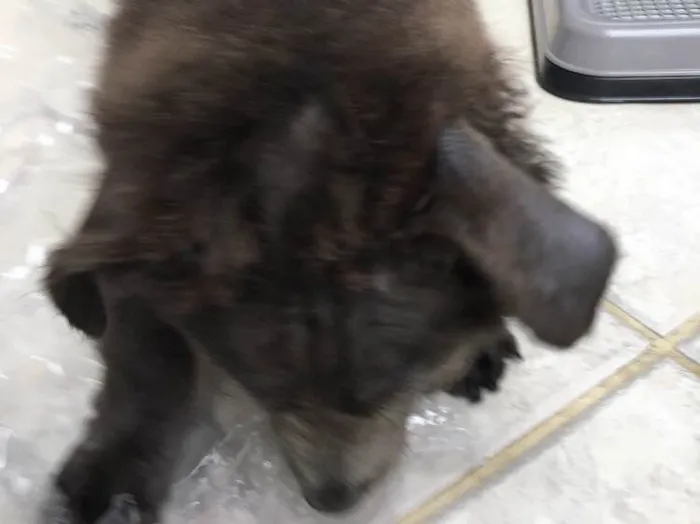 Cachorro ra a SRD idade 2 a 6 meses nome Hardy