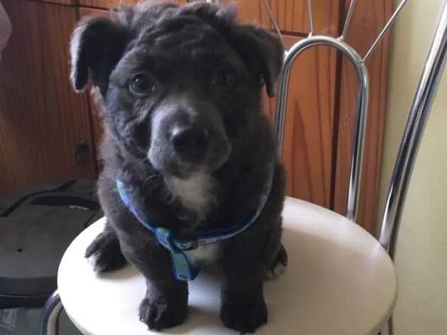 Cachorro ra a SRD idade 2 a 6 meses nome Hardy