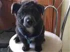 Cachorro raça SRD idade 2 a 6 meses nome Hardy