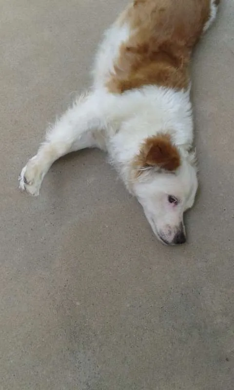 Cachorro ra a vira lata idade 5 anos nome Jade