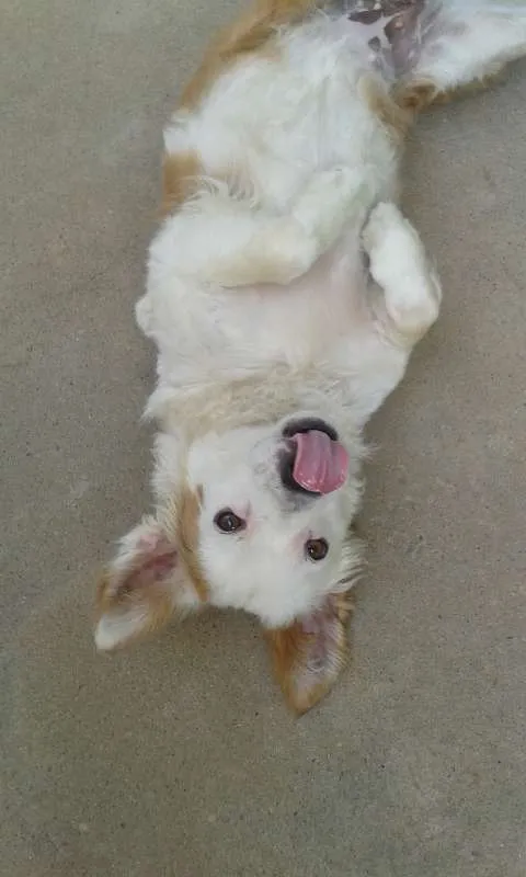 Cachorro ra a vira lata idade 5 anos nome Jade