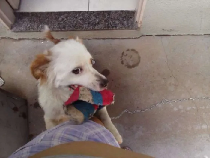 Cachorro ra a vira lata idade 5 anos nome Jade