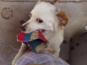 Cachorro raça vira lata idade 5 anos nome Jade