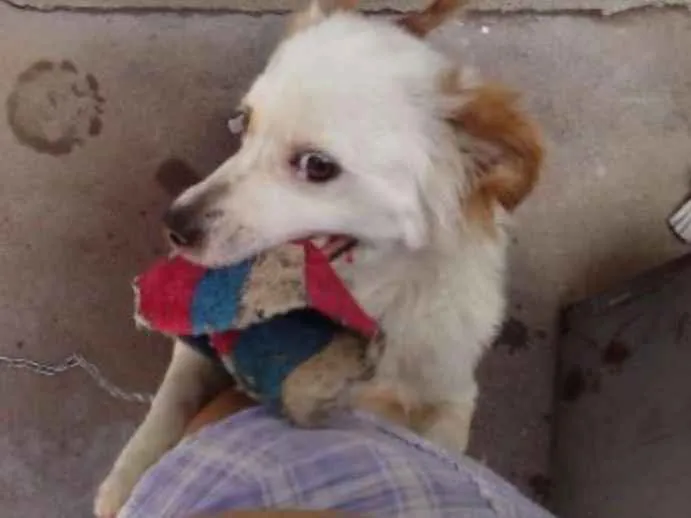Cachorro ra a vira lata idade 5 anos nome Jade