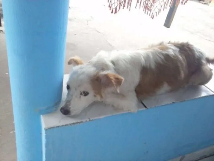 Cachorro ra a vira lata idade 5 anos nome Jade