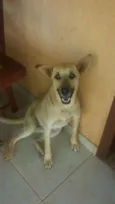 Linguiça e raissa