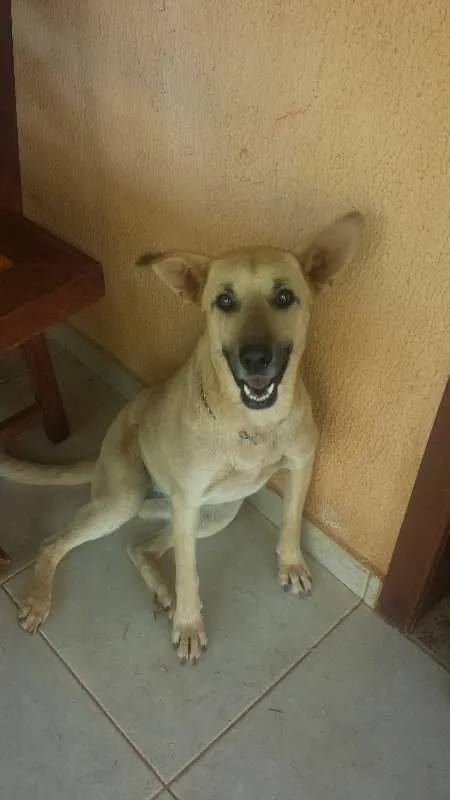 Cachorro ra a Pastor alemão e vira lata idade 2 anos nome Linguiça e raissa