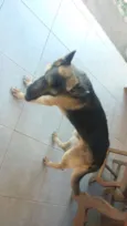 Linguiça e raissa