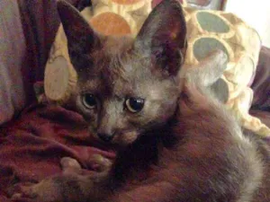 Gato raça SRD idade 2 a 6 meses nome Cafeína