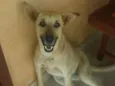 Linguiça e raissa