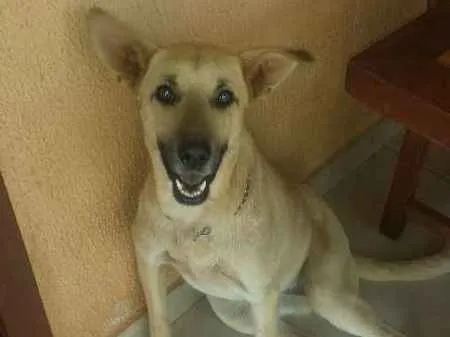 Cachorro ra a Pastor alemão e vira lata idade 2 anos nome Linguiça e raissa